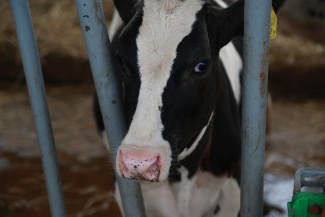 牛の発情のタイミングを見極めるためのコツが知りたい!