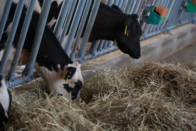 肉牛の餌の切り替え時に体調を崩す牛が多い。防ぐ方法や切り替えのコツを教えてほしい