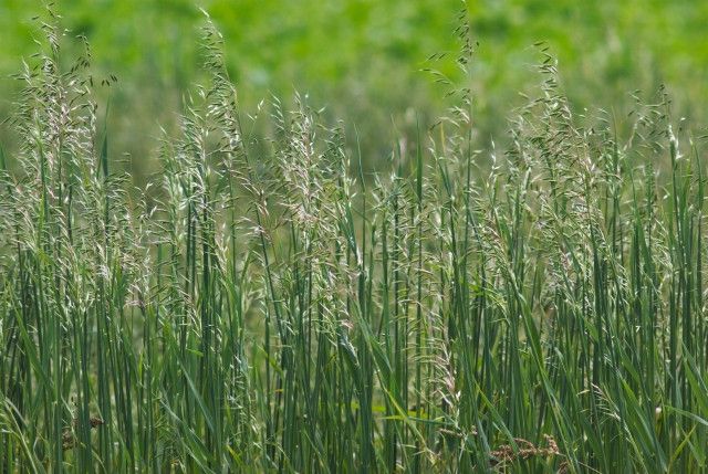 畑に牧草を植えて休ませることで収穫量を増やしたい。緑肥のベストな組み合わせを教えて