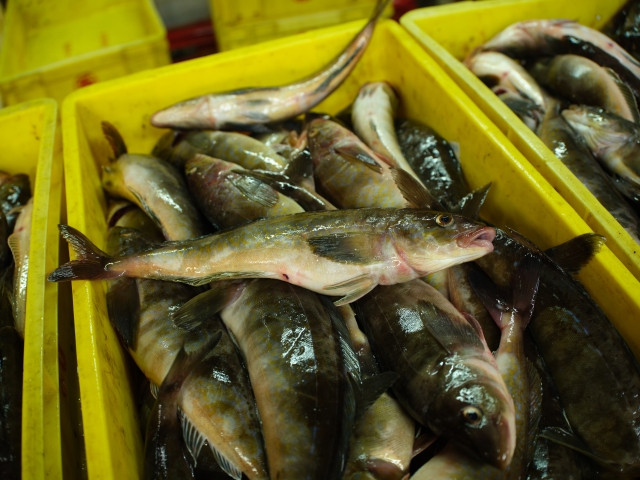 ホッケを定置網で漁獲したい!どんな場所で獲れるの?