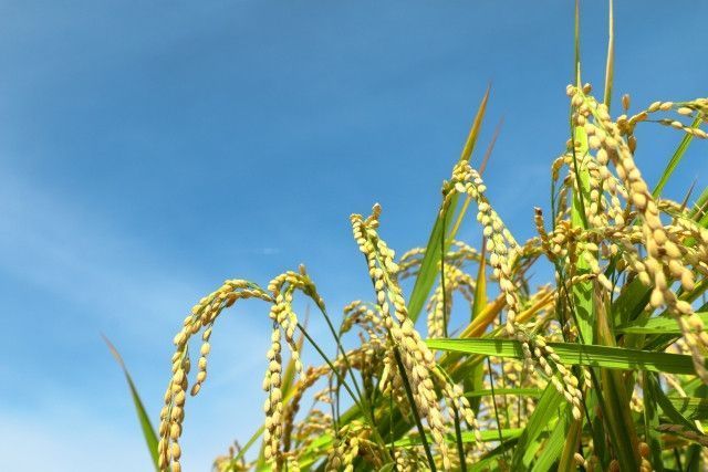 一等米を安定して栽培したい。栽培方法のコツを教えてください