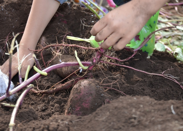 サツマイモの根(塊根)から病気を確認するポイントは?