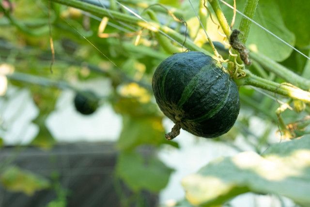 直売所で冬至かぼちゃを販売したい!抑制栽培の方法を教えてください