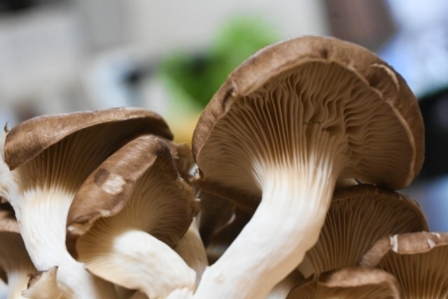 ひらたけ（シメジ）の栽培方法を教えてください