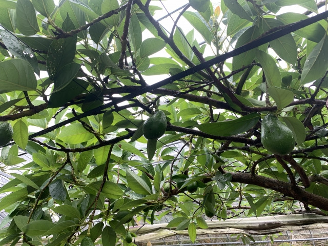 アボカドの栽培に適した土壌の条件や土づくりのポイントは？