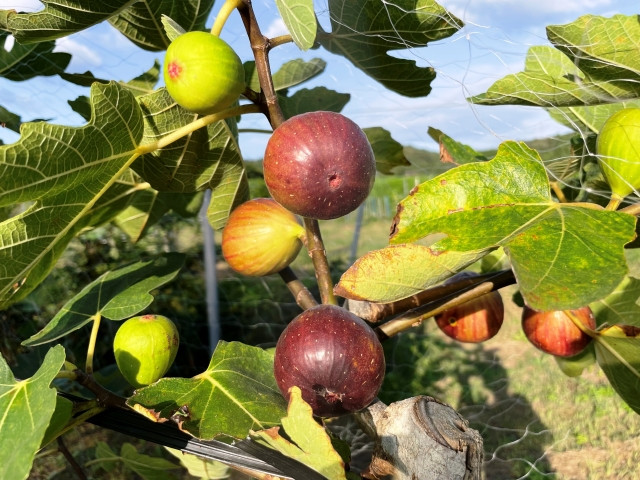 イチジクの栽培に挑戦したいと考えていますが、どのような作業が発生しますか？