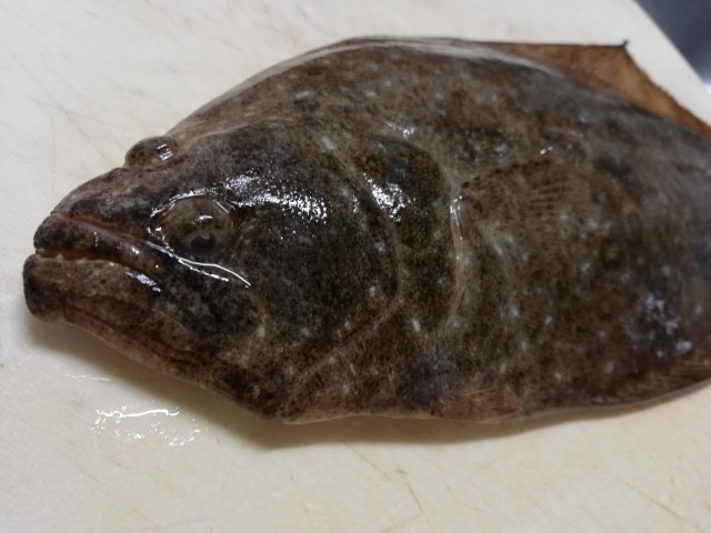 大分のヒラメの養殖に興味があります。どんな取り組みをしていますか?