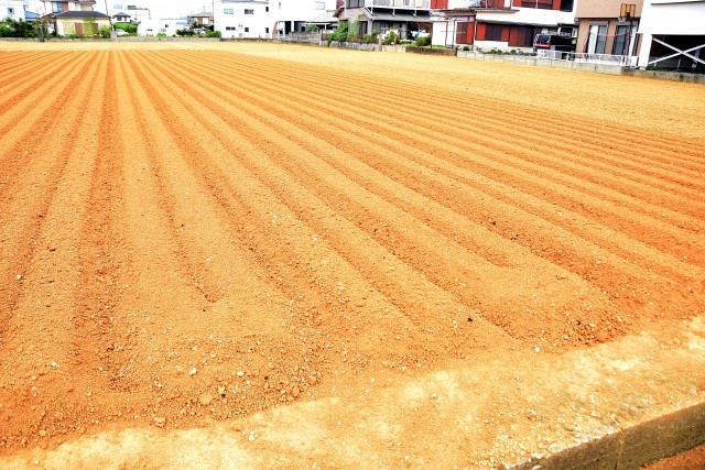 サツマイモ栽培で赤土を使用するメリットを知りたい