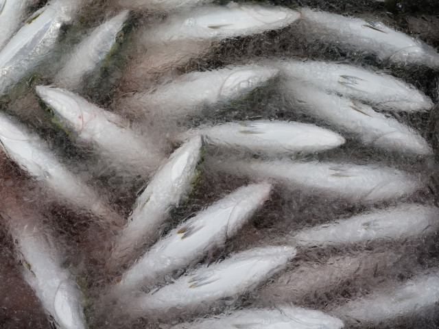 ブリ養殖での稚魚の育て方を教えてください