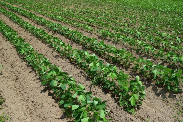 大豆畑でセンチュウ被害にあったことがあります。どうやって予防すればいいのでしょうか？