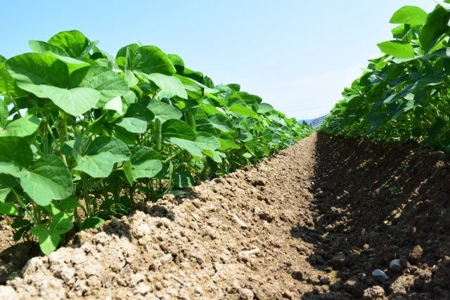 畑から土を盗む土泥棒がいる。警察に通報したら捕まえてくれるの?