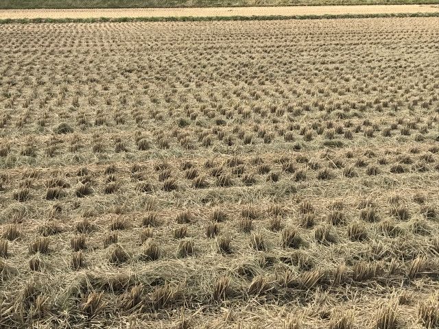 米作りの閑散期に野菜を作りたい。10月～3月に作れる野菜を教えてほしい