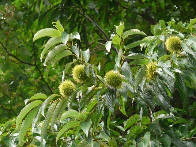 栗を食べにくるイノシシ対策に何かいい方法はありませんか?