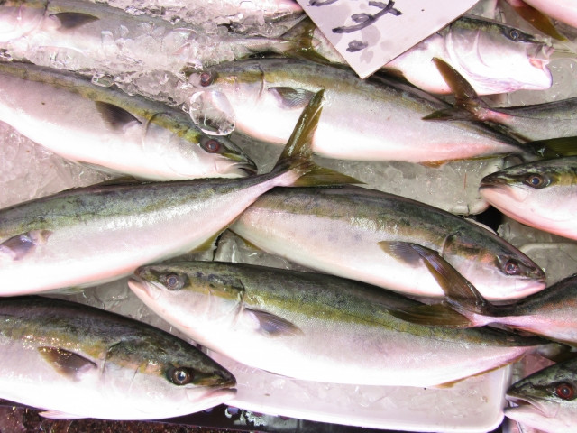 ブリなど養殖魚の餌代が高騰している。昆虫をエサにできると聞いたのですが本当ですか?