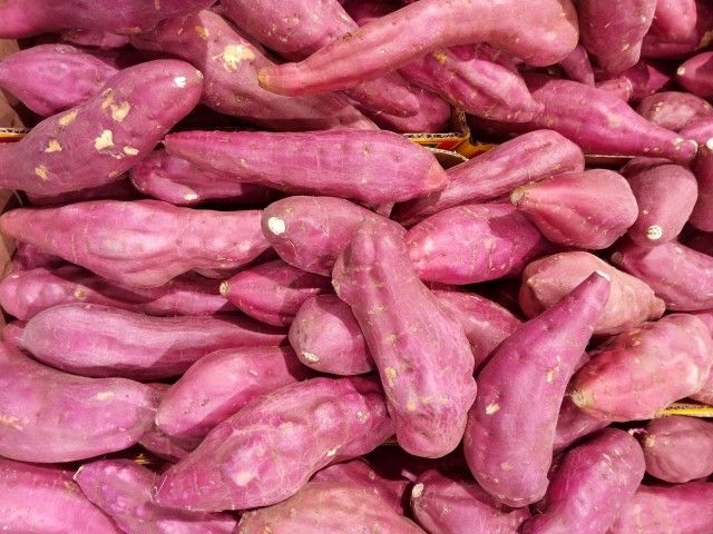 春から夏にかけての収穫したサツマイモの保存方法を教えてください