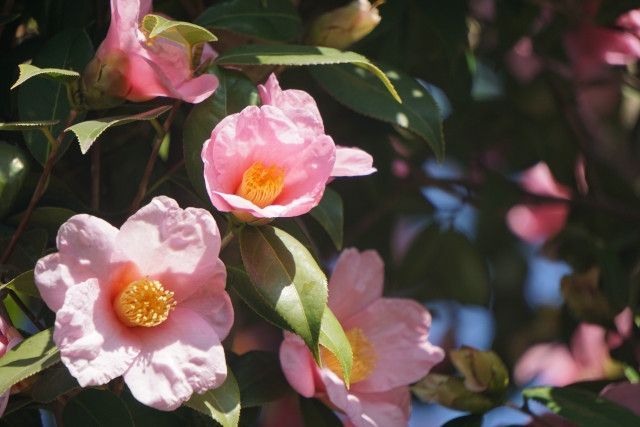 台風で収入が不安定。椿の実を安定して生産するにはどうしたらいいですか？