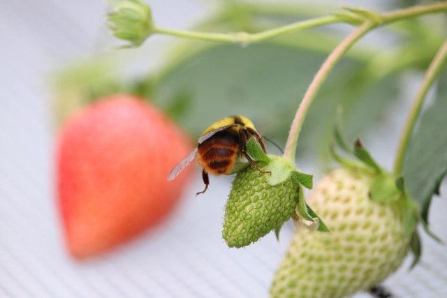 いちごの受粉に使う花粉交配用のハチはどの種類がおすすめです