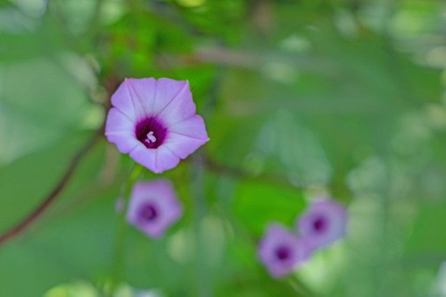 隣の土地に帰化アサガオと思われる植物を発見!防除方法は?