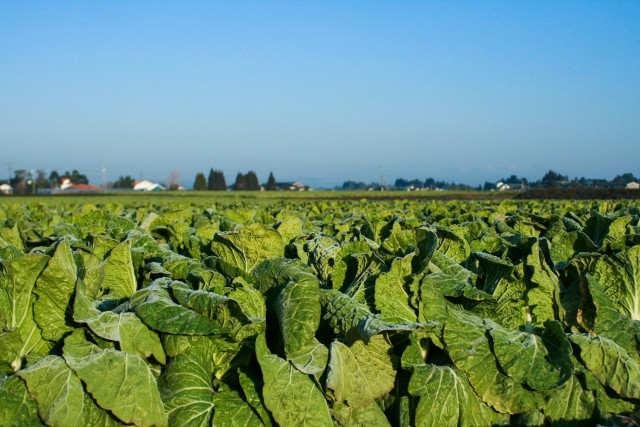 白菜の栽培では、どのような病気に気をつけるべき？