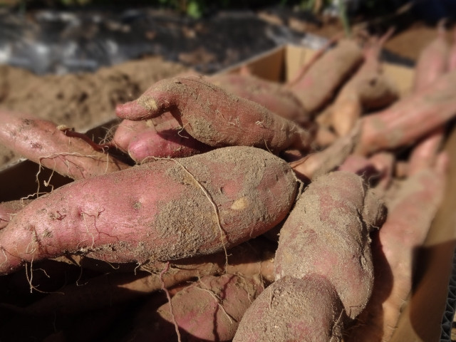 サツマイモを栽培していますが、表面に凹みが出て、収穫時に割れてしまいます