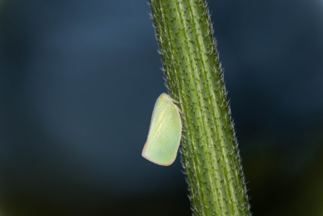 米作りをしていますが、ウンカによる坪枯れを起こしました。薬剤や撒くタイミングを教えてください
