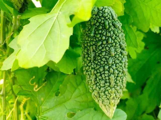 灌漑に対応していない地域でゴーヤ栽培をしています。灌水のアイデアをください