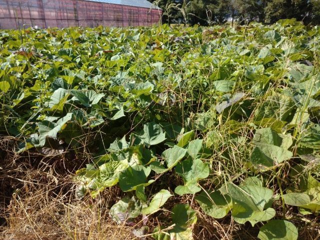 2畝ぐらいの狭い圃場でサツマイモの収穫量を上げる栽培方法はありますか?