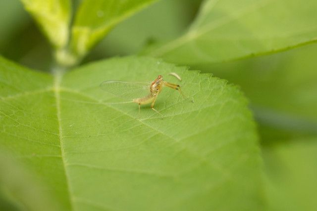 クサカゲロウを育てて唐辛子の無農薬栽培をすることは可能でしょうか？
