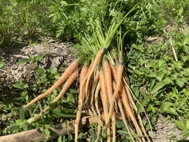 間引きやかき芽をしたほうれん草、にんじん、キャベツなどの野菜を売りたい