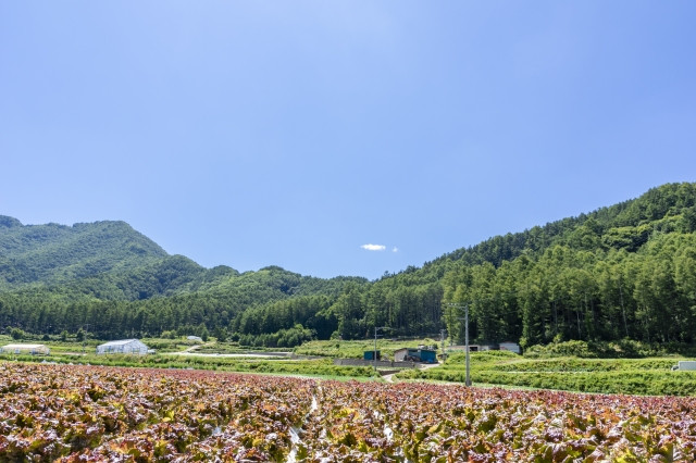 菌核病を対策するために、土壌消毒方法についてアドバイスをいただけませんか