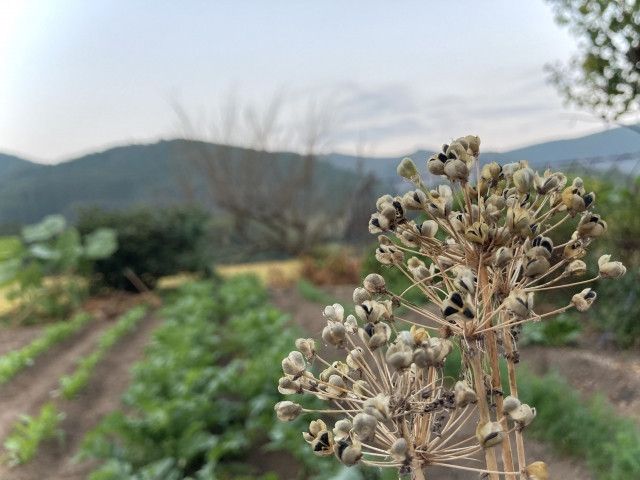 ニラ栽培で、作物に負担をかけない通気性がいい防草シートを教えてください