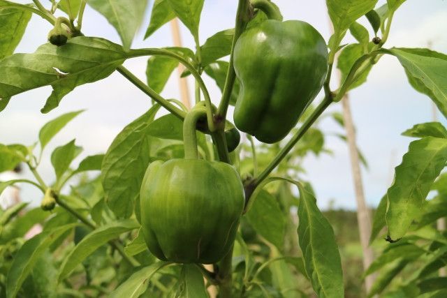 ピーマンの出荷量を予測したい！何かいい方法はない？