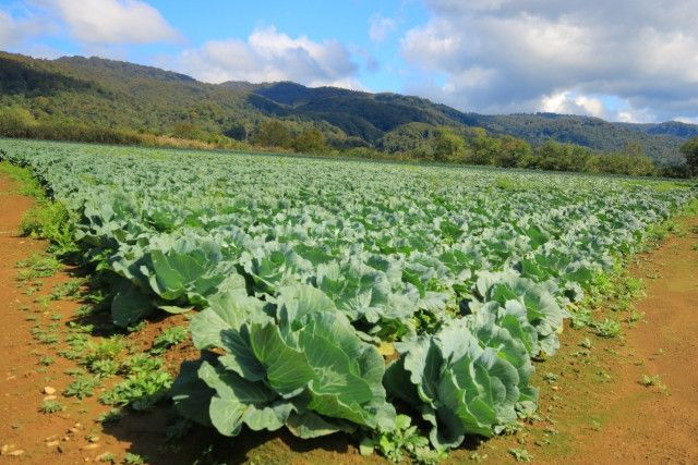 キャベツ農家がサスティナビリティ（持続可能性）に貢献できることはありますか？