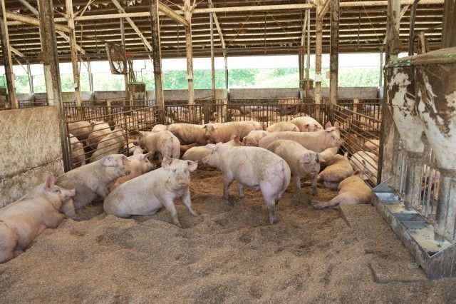 豚に餌として米を与えて肉質を良くしたい!正しい給餌方法を教えて