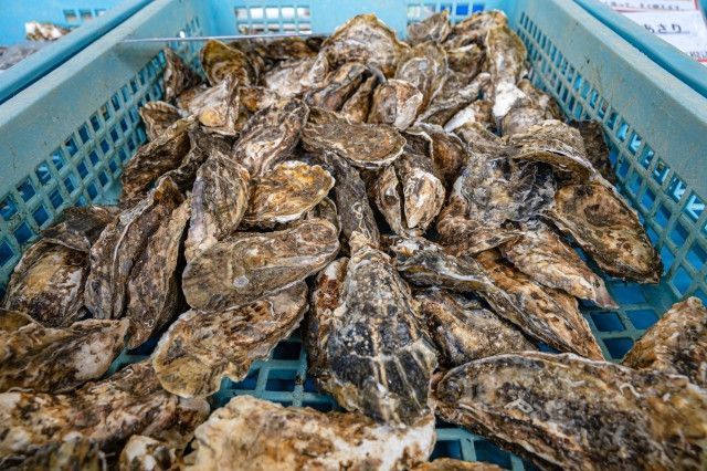 牡蠣養殖は収穫量が安定しないのに価格を変えられません。解決策はありませんか?