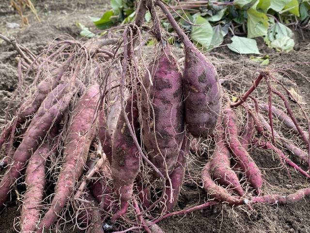 サツマイモの基腐病が発生した際の対処法は？