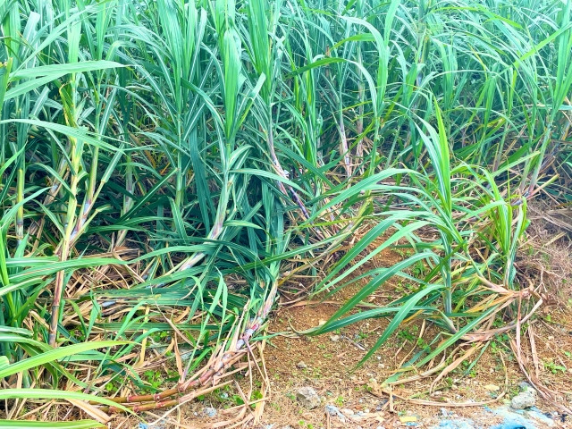 サトウキビの赤腐病とはどんな病気なのか知りたい