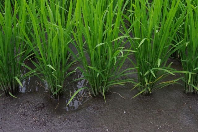 米作りで稲の硫黄欠乏を対策するにはどうすればいい?