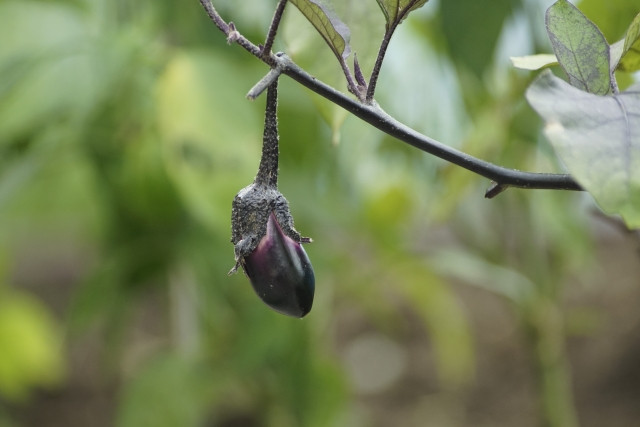ナスの苗や実が大きくならないのはなぜ?育苗や生育のポイントは?