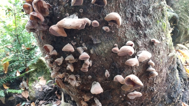 きくらげの原木栽培はどうやればいい?適した樹種や種菌の方法は?