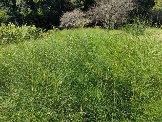 納豆水の作り方のコツを教えてください！作物が元気になると聞きました