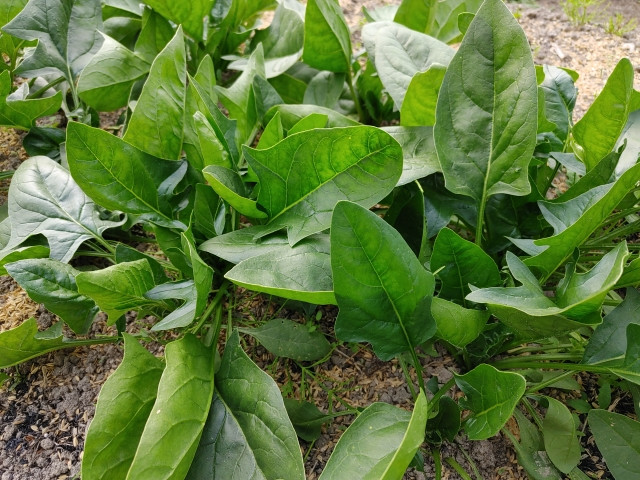 ほうれん草をセルごと植えることに問題はある?