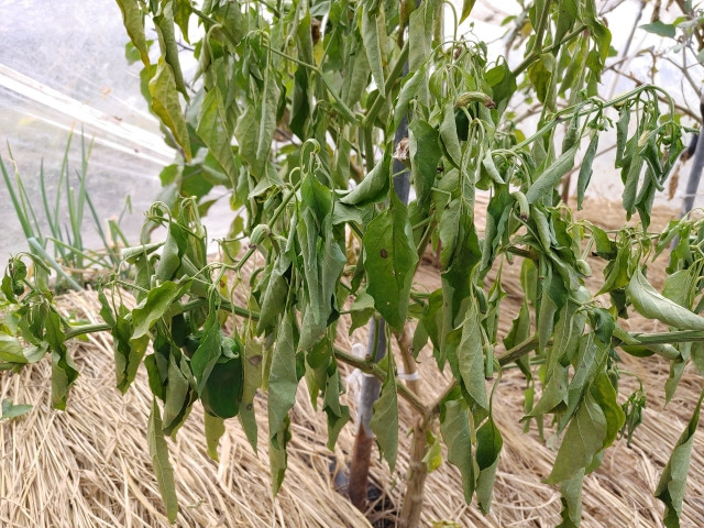 青枯病がよく発生する時期が知りたい