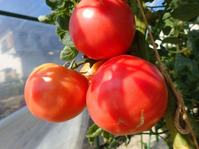 トマトをハウスで栽培していますが、炭酸ガスで収穫量をアップできるのでしょうか?