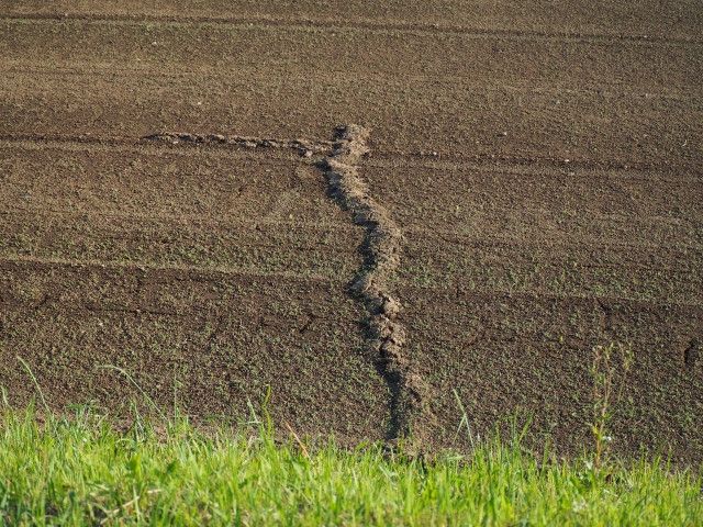 野菜の根を切ってしまうモグラを捕獲・退治する方法を教えてください