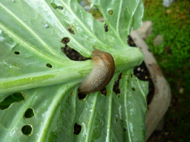 キャベツの収穫時期に大量のナメクジが発生しました。対処方法を教えてください