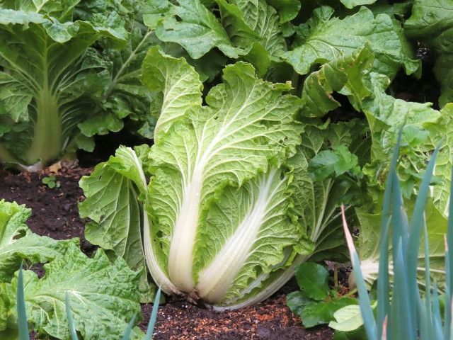 白菜を栽培していますが、結球しなかった原因と対策を教えてください