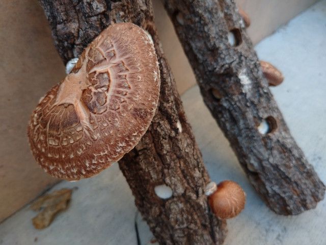 原木しいたけ栽培の後継者を探しています。どう募集すればいいですか？