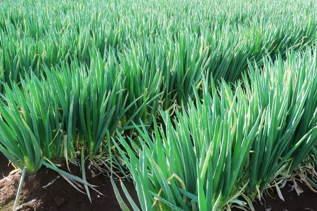 貯蔵中の玉ねぎに黒カビ病が発生してしまった。保管場所や乾燥方法を教えてください