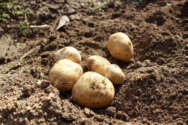 糖度の高いじゃがいもを栽培する方法を教えてください